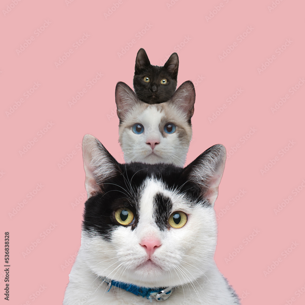 Obraz premium group of three metis cat heads one above others on pink background