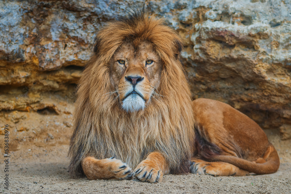 The lion (Panthera leo) is a large mammal of the Felidae (cat) family.
