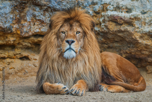 Obraz na płótnie The lion (Panthera leo) is a large mammal of the Felidae (cat) family. w salonie