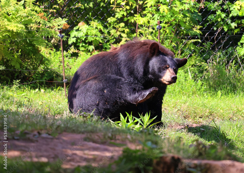 The American black bear is a medium-sized bear native to North America. The American black bear is a medium-sized bear native to North America.