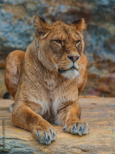 Obraz na płótnie The lion (Panthera leo) is a large mammal of the Felidae (cat) family. w salonie