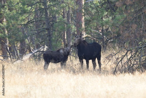 Cow moose with her calf standing in the woods. 