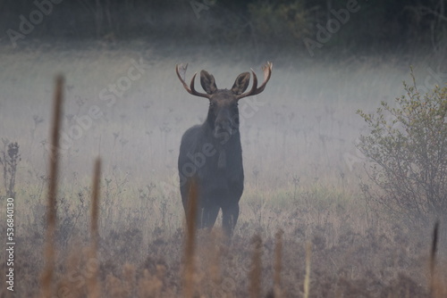 Bull moose standing in a field on a foggy morning. 