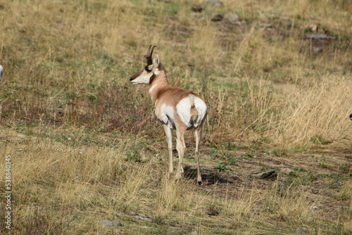Pronghorn buck in field.