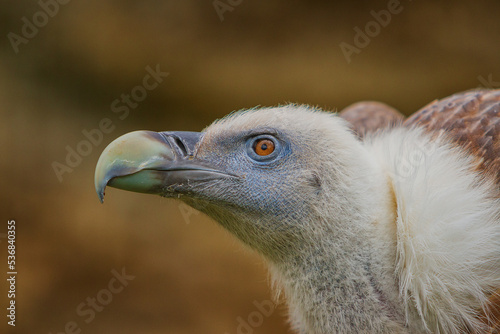 Obraz na płótnie The white-backed vulture (Gyps africanus) is an Old World vulture in the family Accipitridae. w salonie