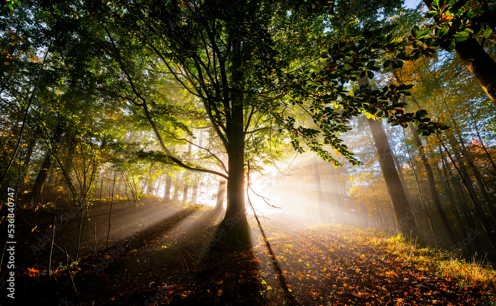 Obraz premium an autumnal forest and fog