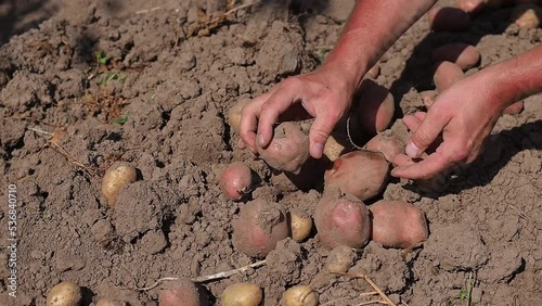 Harvesting potatoes in early autumn. agriculture.man picks potatoes by hand in the garden