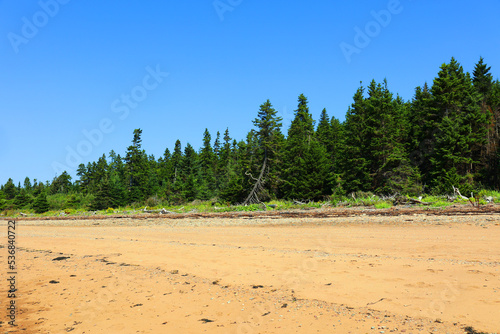 Forest shore in the Bay of Fundy in Sackville New Brunswick, Canada