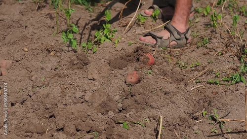 Harvesting potatoes in early autumn. agriculture.man picks potatoes by hand in the garden