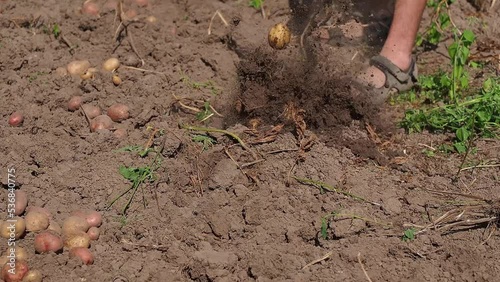 Harvesting potatoes in early autumn. agriculture.man picks potatoes by hand in the garden