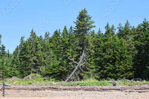 Forest shore in the Bay of Fundy in Sackville New Brunswick, Canada