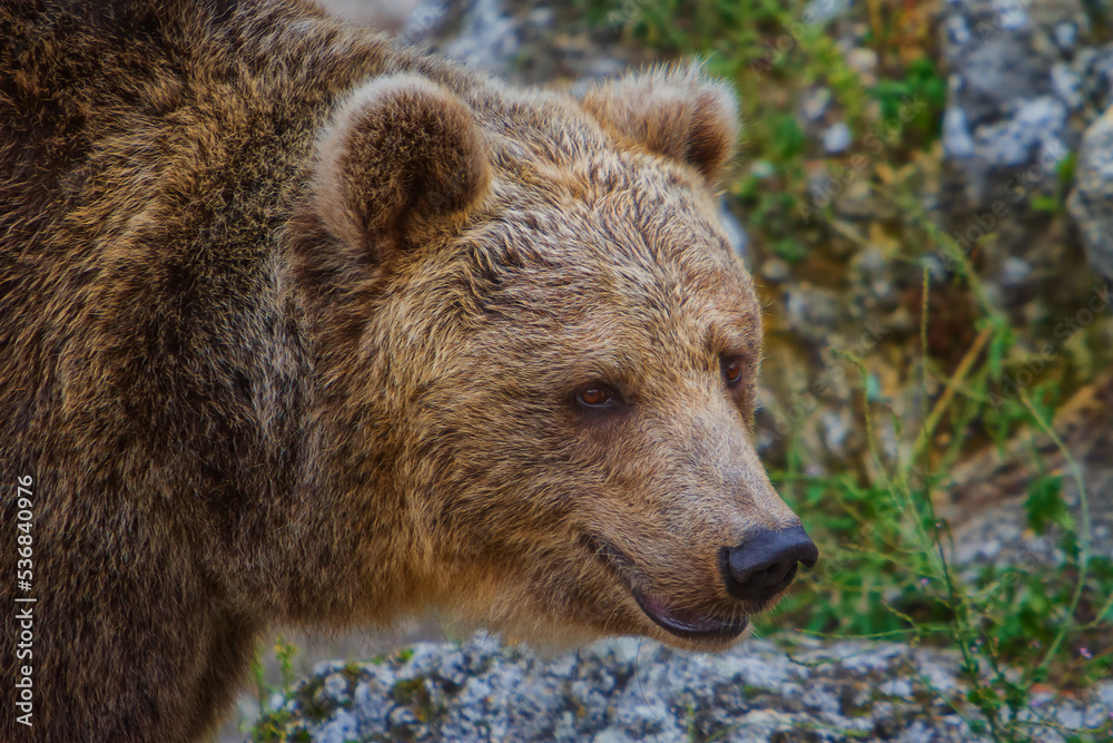 The brown bear (Ursus arctos) is a large bear species found across Eurasia and North America.