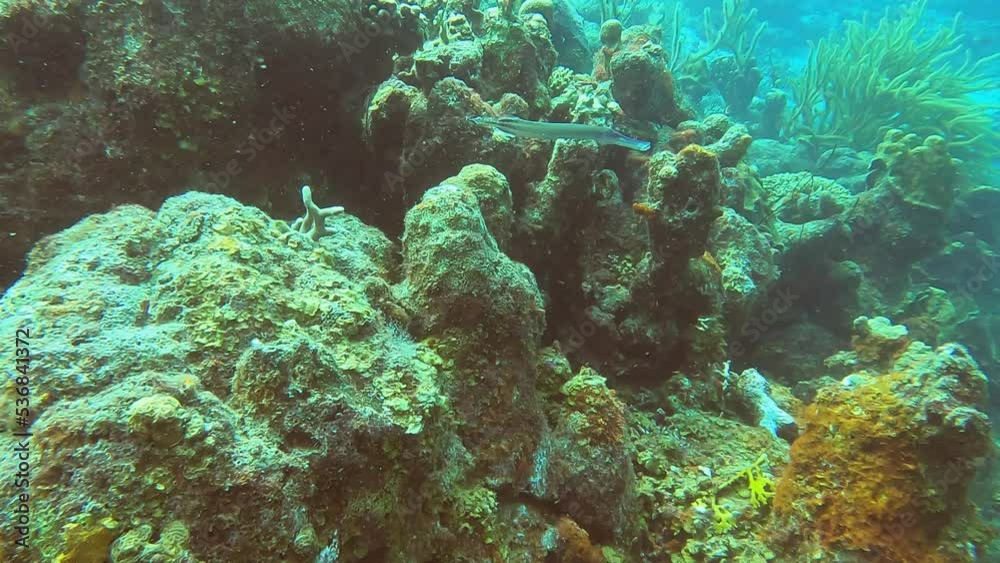 scuba diving in curacao underwater world scuba diving in curacao underwater world