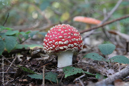 a red toadstool and green blackberry bush leaves in a forest in autumn