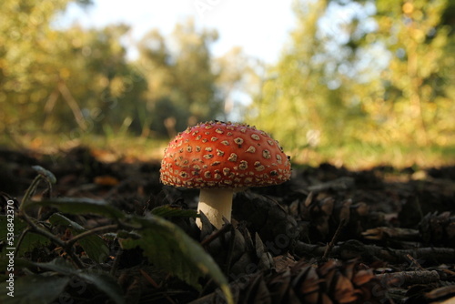 a red fly agaric between brown pine cones and branches and a green forest in the background