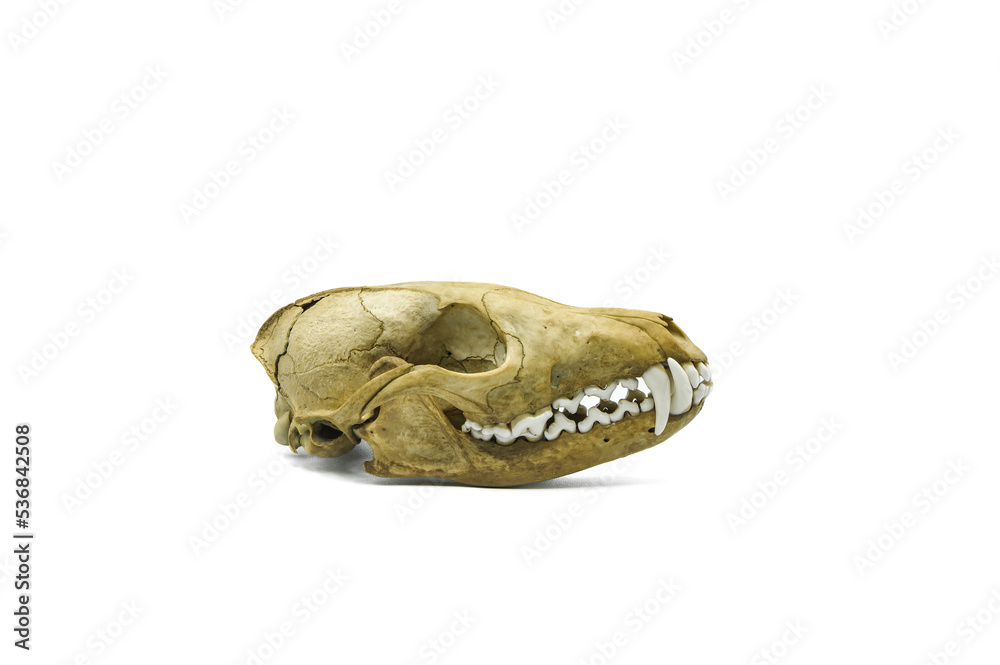 real fox skull, remain dead animal head, bone skeleton detail, anatomical  pet close-up Stock Photo | Adobe Stock