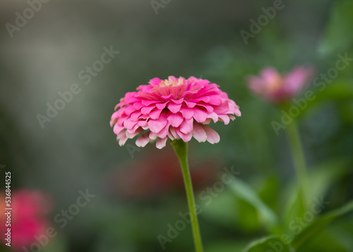 Wild Zinnias in City