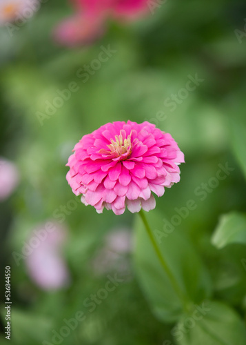 Wild Zinnias in City