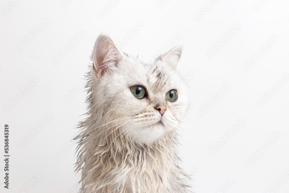 Portrait of wet white cute cat, after bathing, on white background