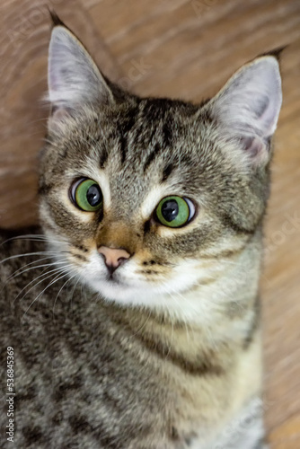 Funny cat with slanted green eyes looks at the camera in surprise. Portrait of a kitten, vertical photo