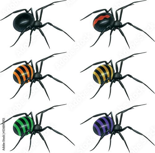 watercolor hand drawn realistic venomous spider