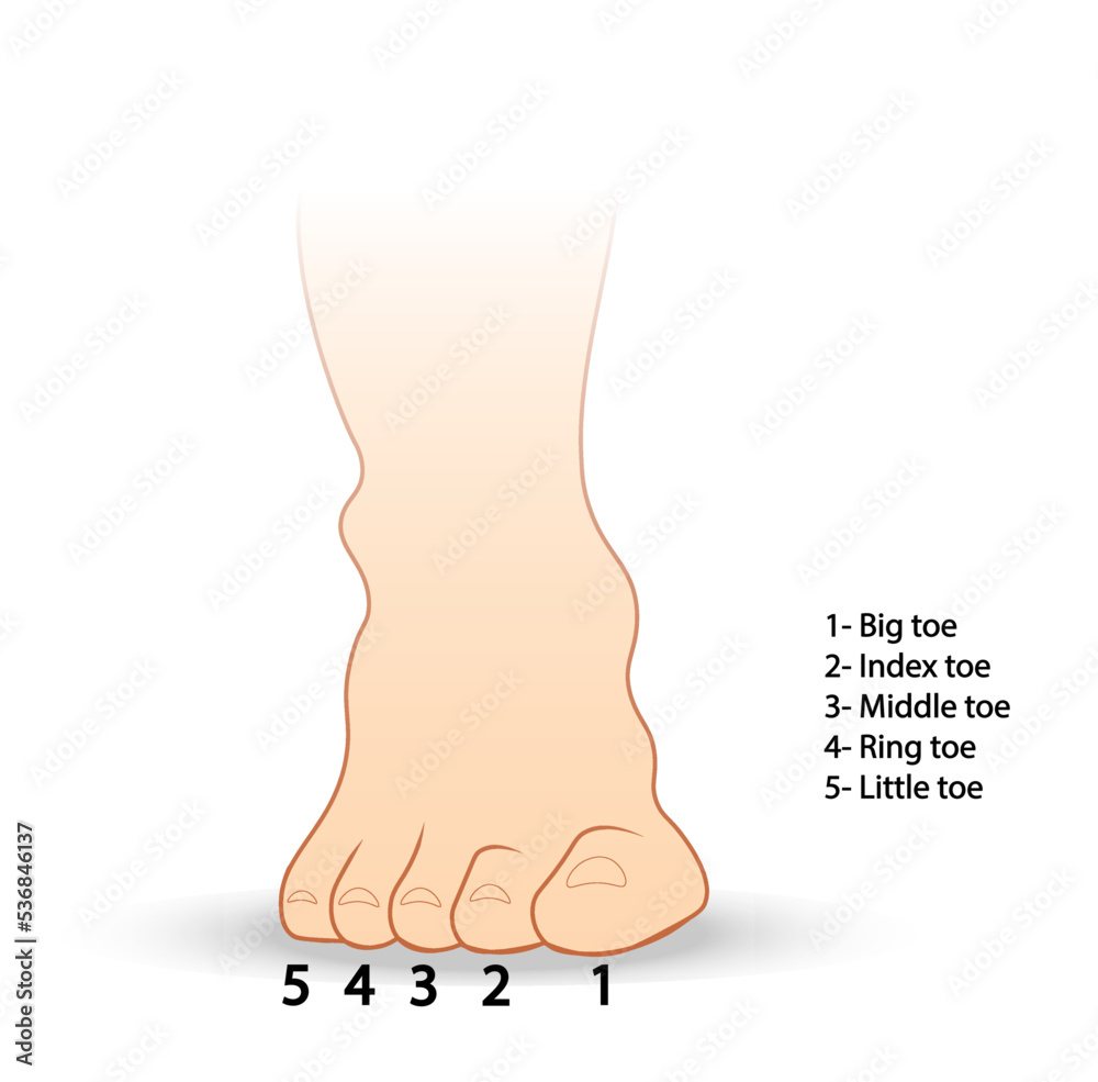 Foot fingers names illustration. Front view of the foot Stock Vector