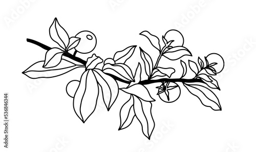 ashwagandha medicinal plants for health