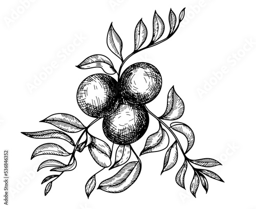 black walnut medicinal plants for health