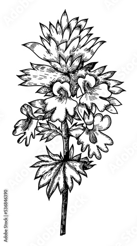 Euphrasy Euphrasia medicinal plants for health