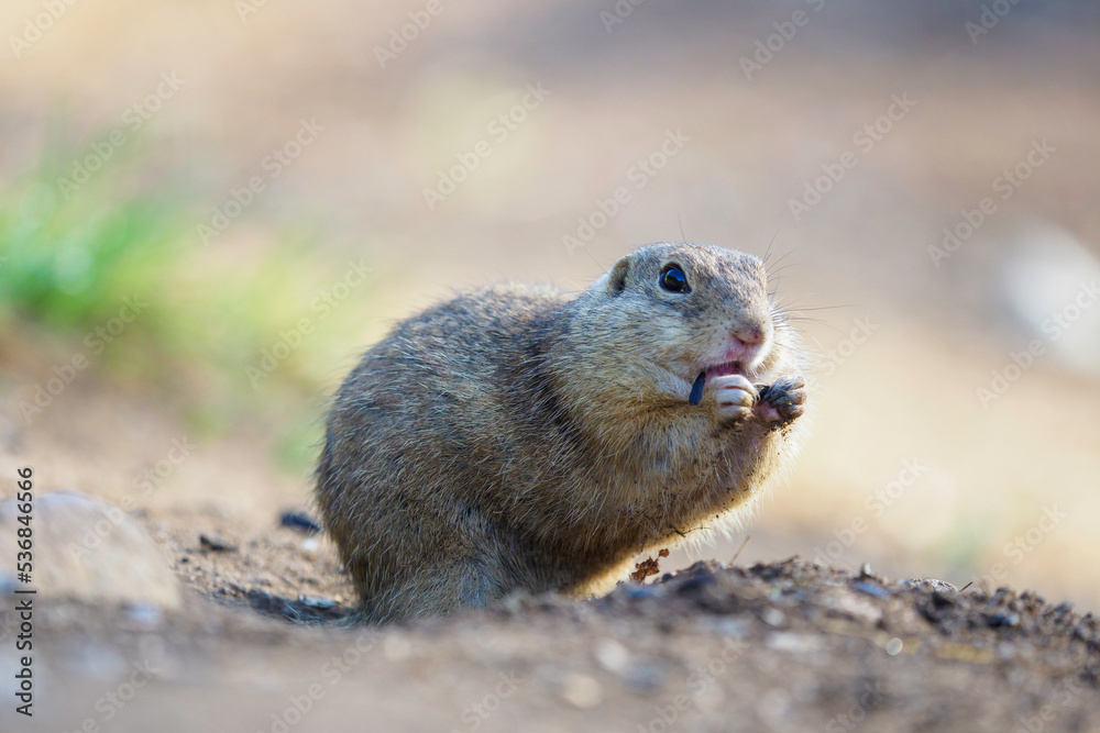 Ground Squirrel feeding before winter sleep Ground Squirrel feeding before winter sleep
