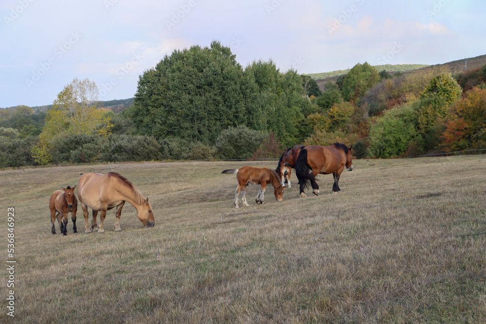 horse and foal horse and foal