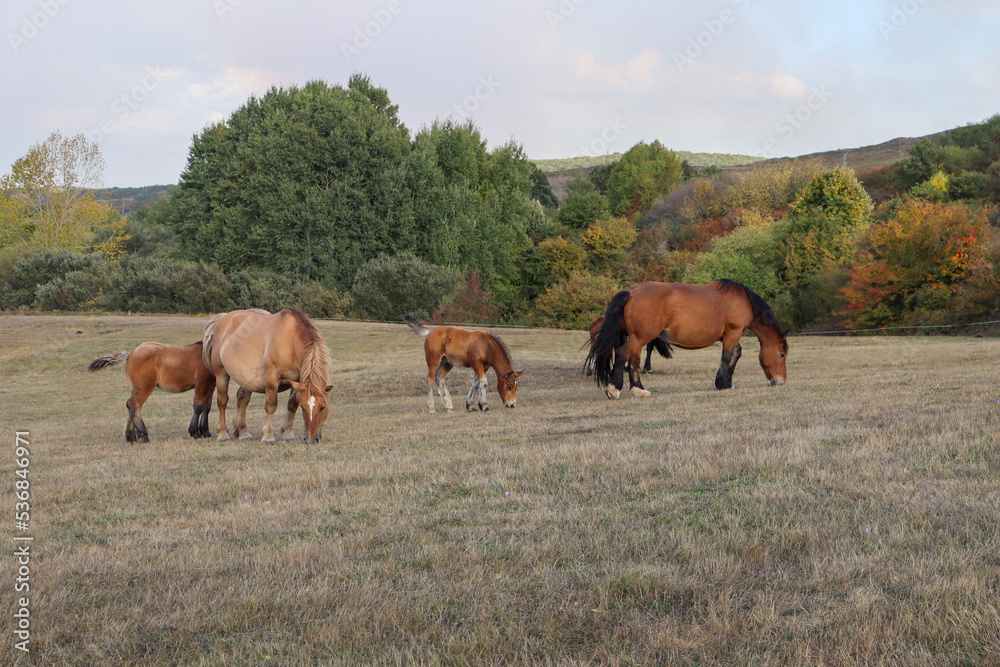 horses in the field