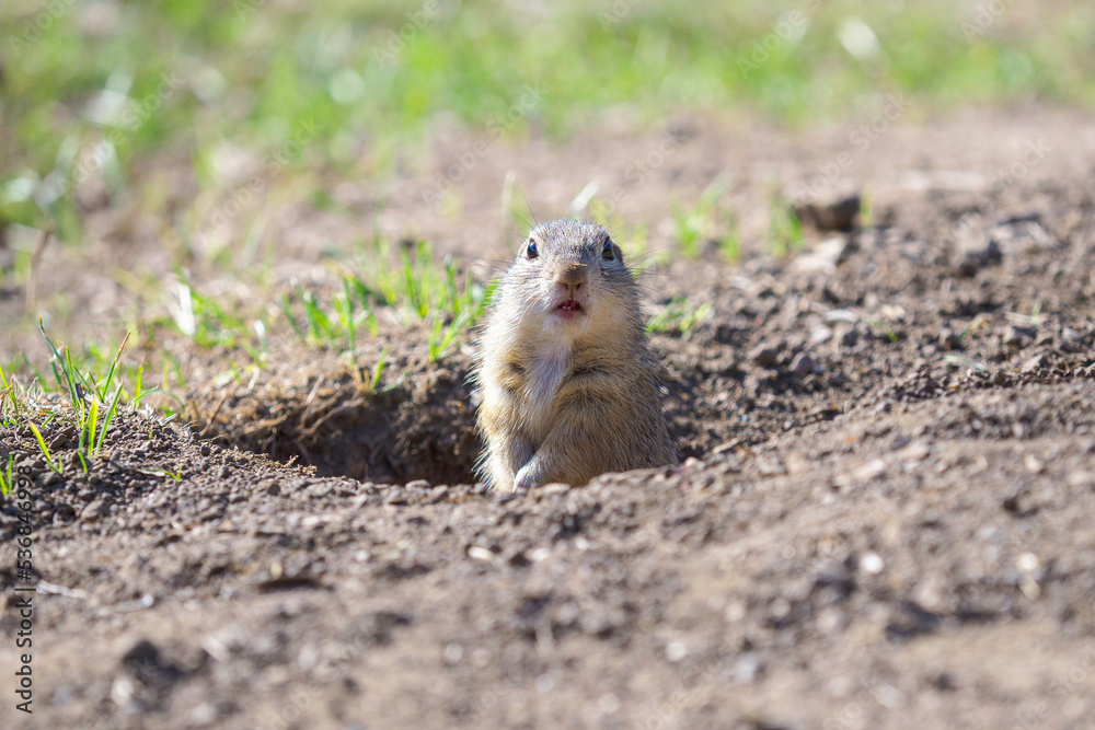 Ground Squirrel feeding before winter sleep Ground Squirrel feeding before winter sleep