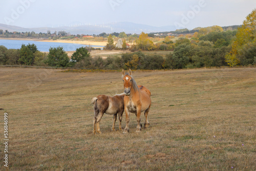 horse and foal