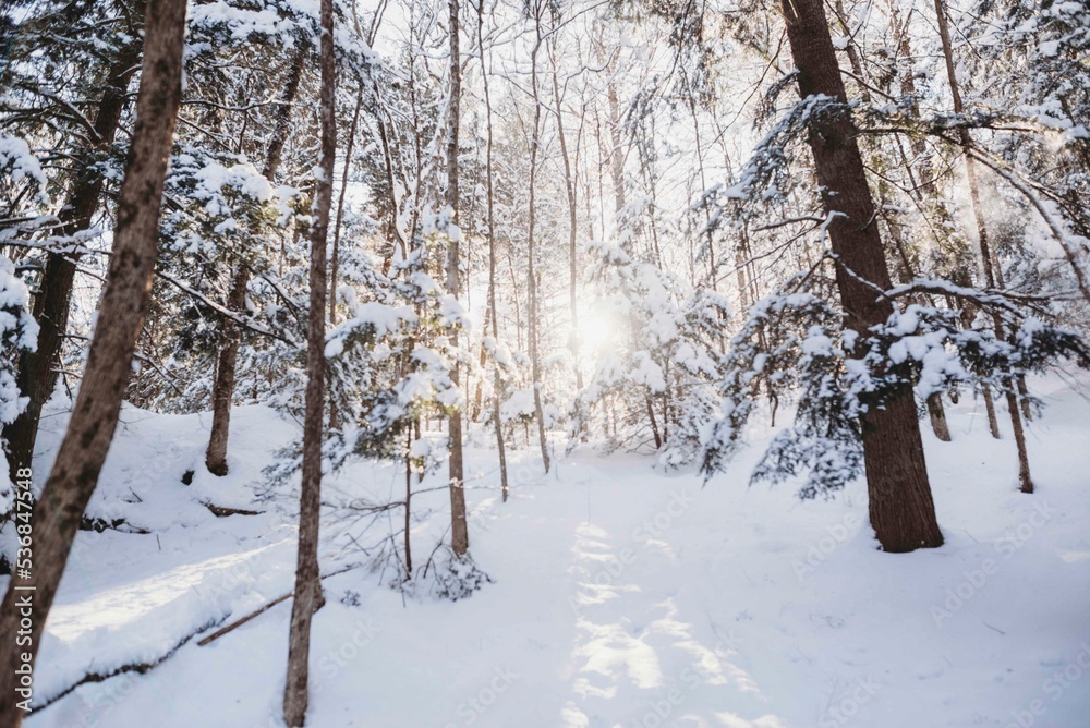 Winter sun in the forest Winter sun in the forest
