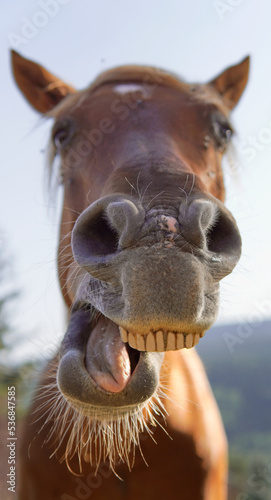 Horse eating. Close-up of the teeth of a horse. Funny photo. domestic animal photo