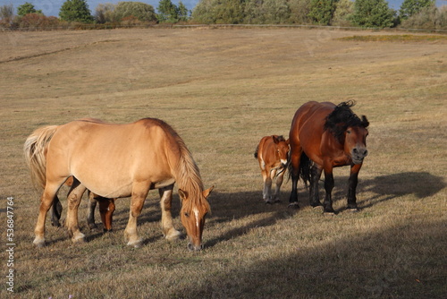 herd of cows