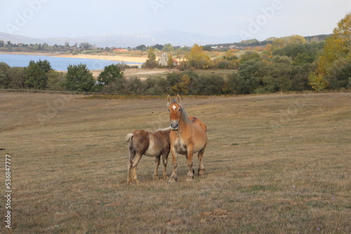 horse and foal