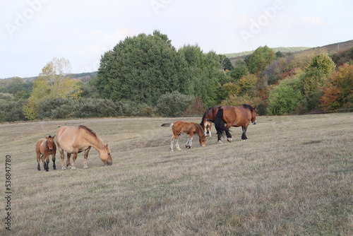 horse and foal