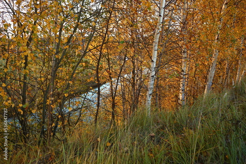 Trees in the foreground and a river in the blur of bokeh in the background in autumn