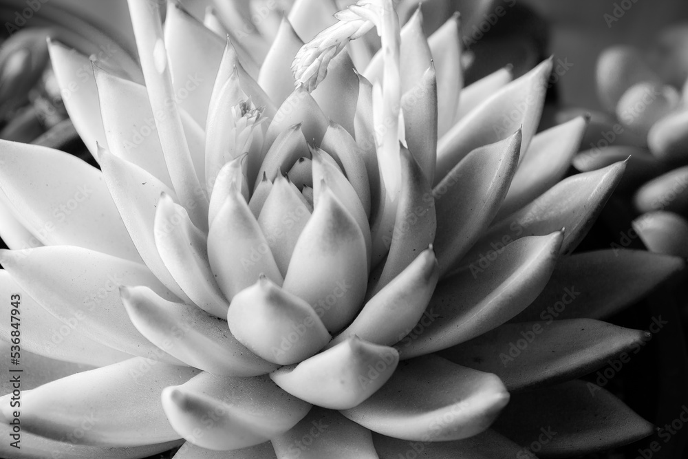 Big succulent rosette, top view. Composition of light echeveria plant with funny leaves for a poster, calendar, post, screensaver, wallpaper, postcard, banner, cover, website. High quality photo