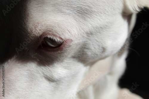 Perro Albino ojos