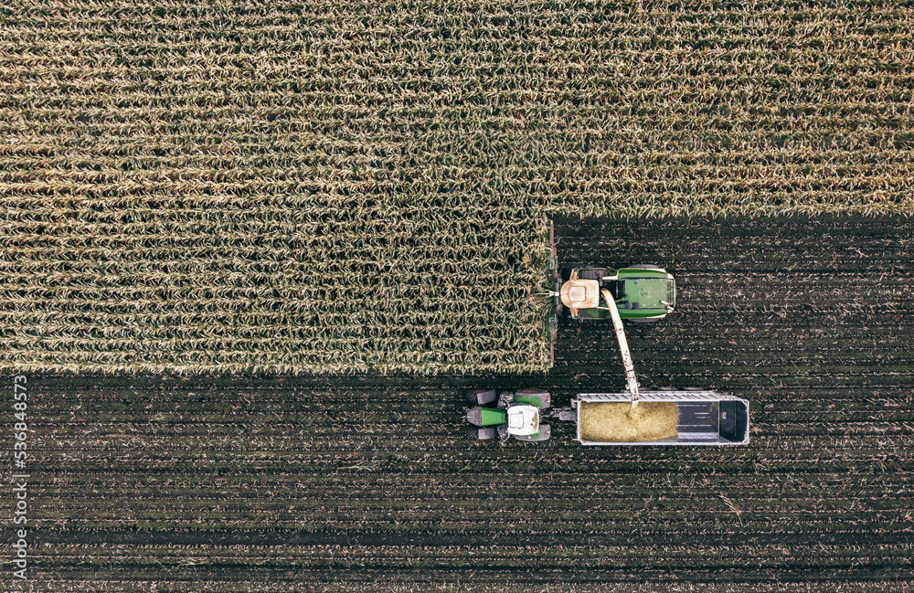Agriculture: Harvesting corn silage. Aerial view directly above