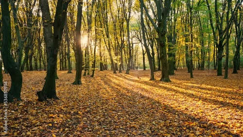 View of the glare of the sun in a picturesque autumn forest or park.