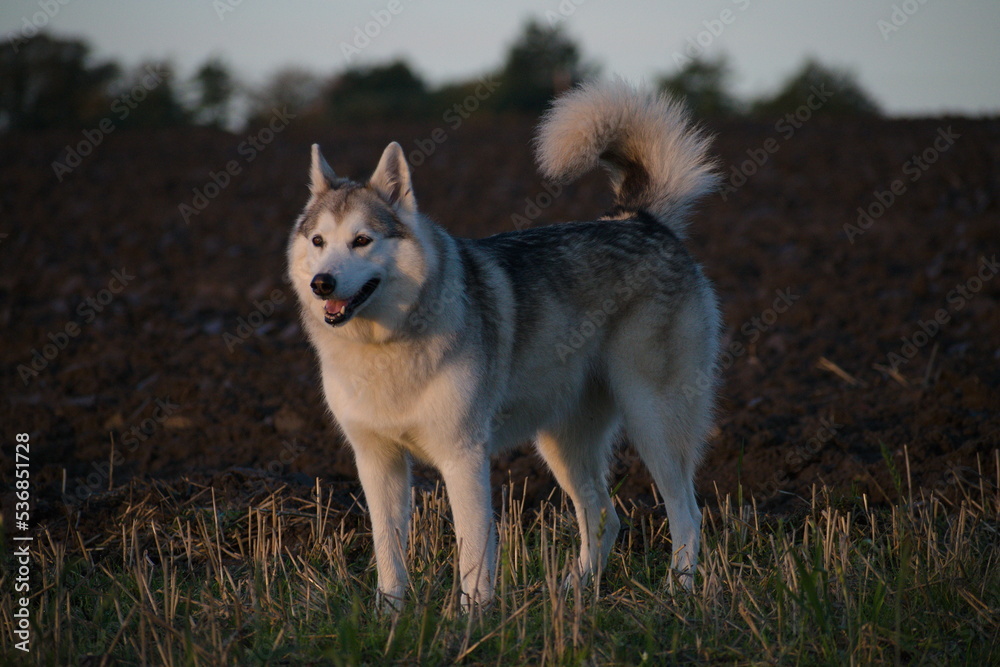 Wolf dog in field.