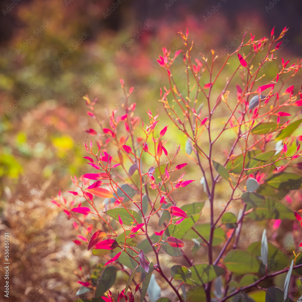 New growth after a bushfire