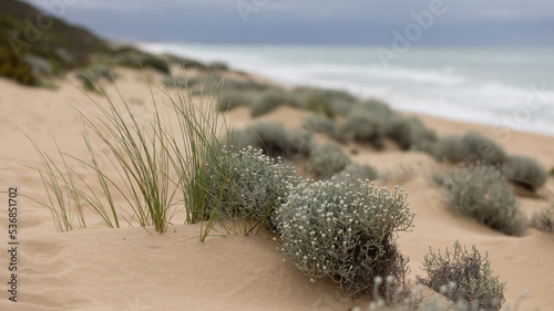 Fototapeta Naklejka Na Ścianę i Meble -  Coastal sand dune plants