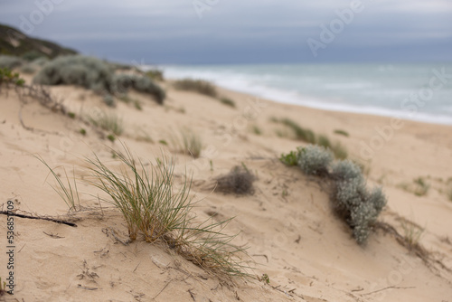 Plants on sand dunes at the beach