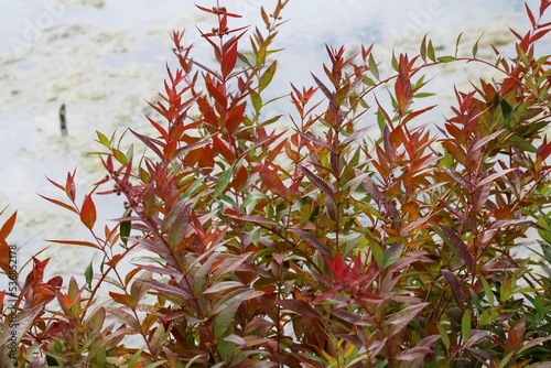 Closeup shot of blossom Decodon verticillatus plants with blur background photo