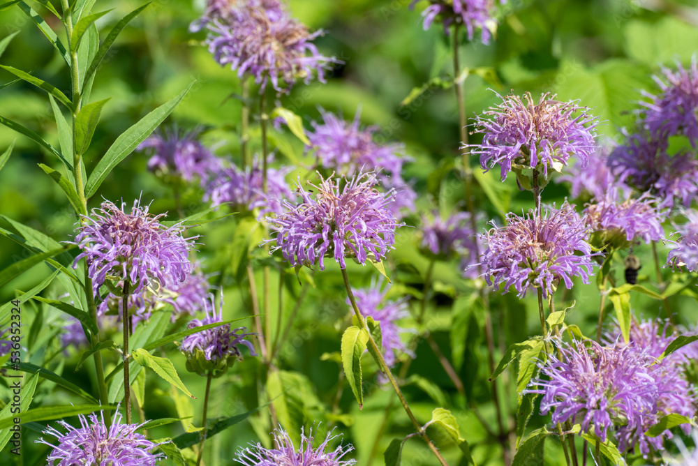 Fototapeta premium Wild Bergamot Growing In The Field